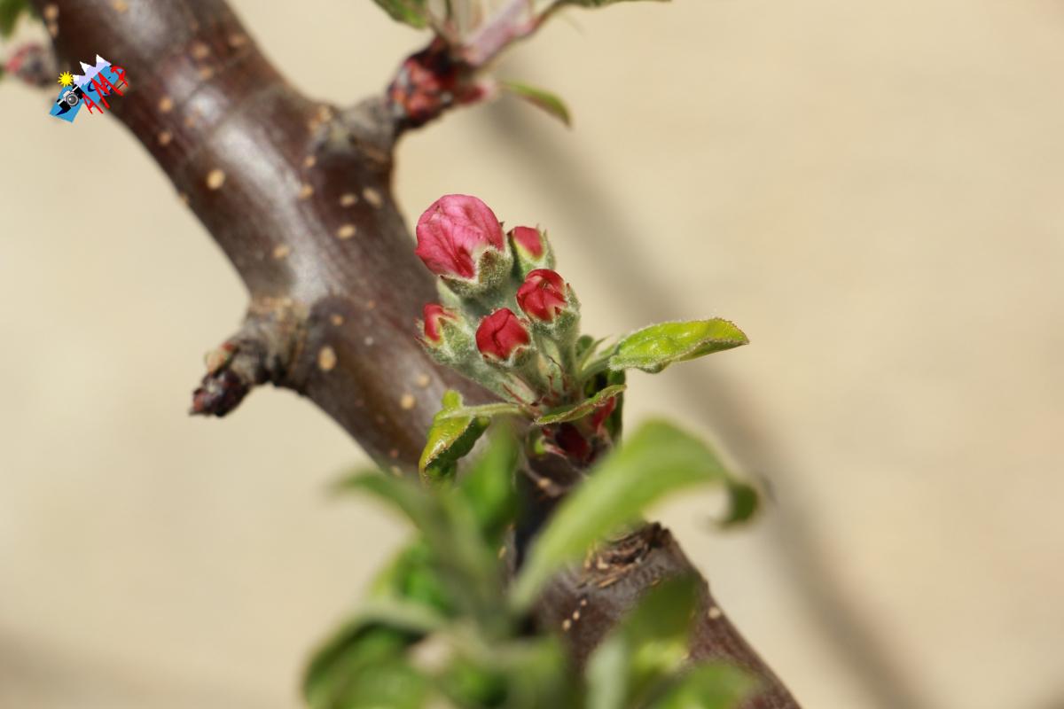 N2014-04_11_IMG_2195-Pommier Ariane_HG